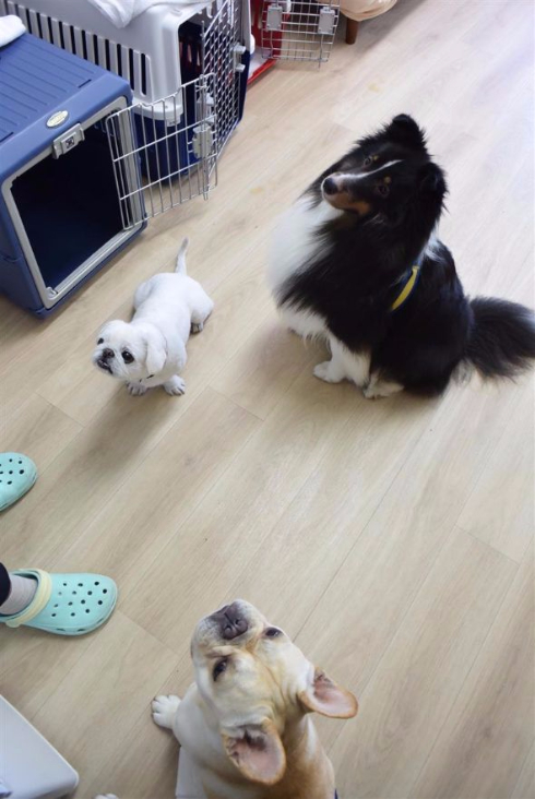 犬の保育園