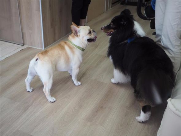 犬の保育園
