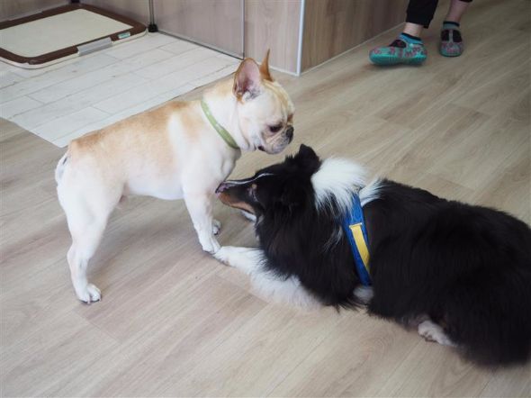 犬の保育園