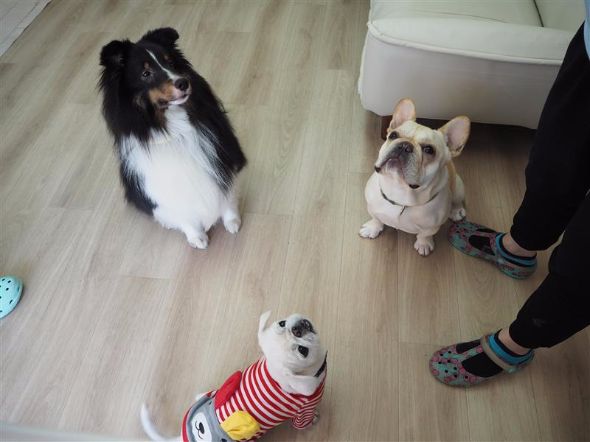 犬の保育園