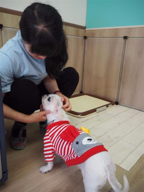 犬の保育園