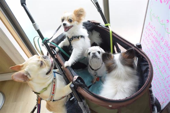 犬の保育園