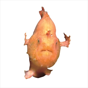 ぶっ飛んでる生き物