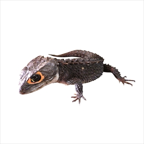 ぶっ飛んでる生き物