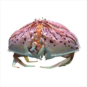 ぶっ飛んでる生き物