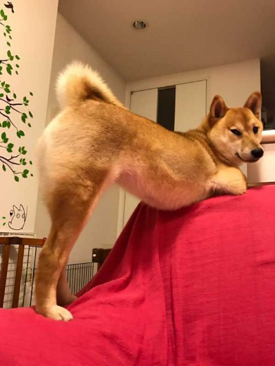 柴犬 セクシーショット お尻