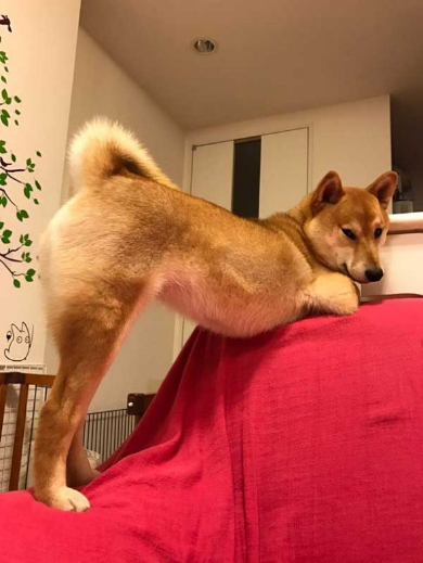 柴犬 セクシーショット お尻