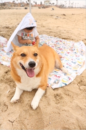 コギとボクのLA Life　ドッグビーチ