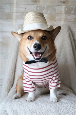 コギとボクのLA Life　ドッグビーチ