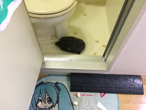 クサガメ、2017年も産卵