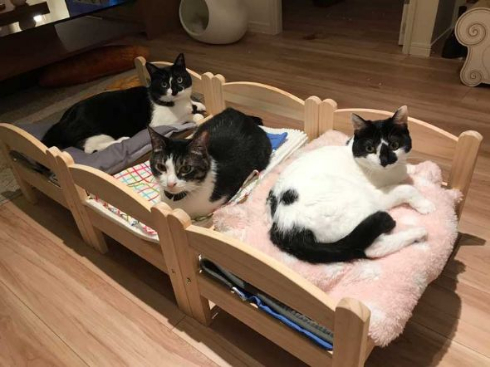 猫 合宿 IKEA ベッド