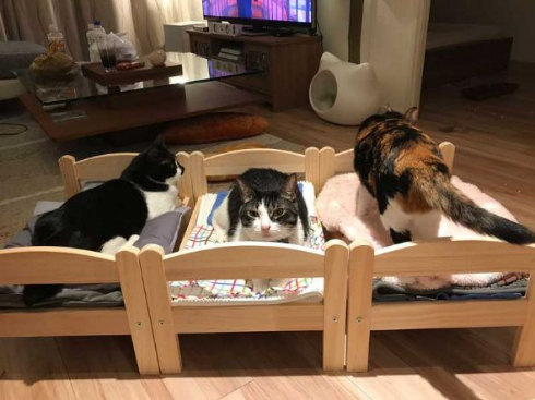 猫 合宿 IKEA ベッド