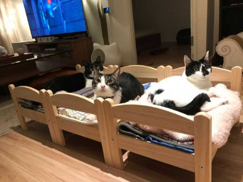 猫 合宿 IKEA ベッド