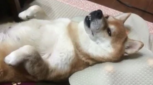 マッサージクッション柴犬