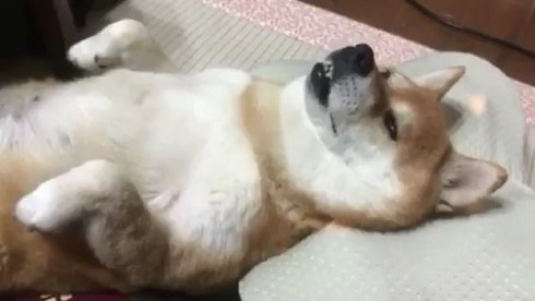 マッサージクッション柴犬