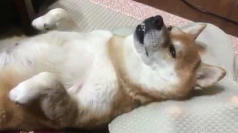 マッサージクッション柴犬