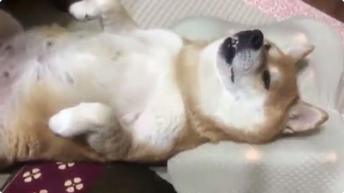 マッサージクッション柴犬