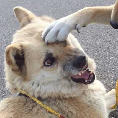 犬 仲良くない人 頭ぽんぽん 女子 顔 表情 気持ち