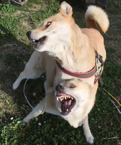 犬 仲良くない人 頭ぽんぽん 女子 顔 表情 気持ち