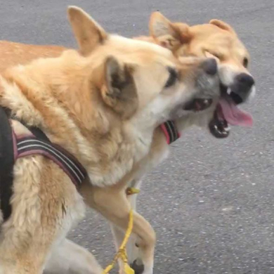 犬 仲良くない人 頭ぽんぽん 女子 顔 表情 気持ち