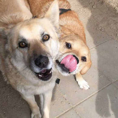 犬 仲良くない人 頭ぽんぽん 女子 顔 表情 気持ち