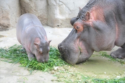 神戸市立王子動物園カバの赤ちゃん