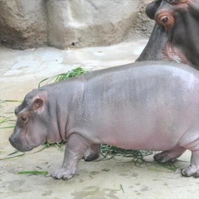 神戸市立王子動物園カバの赤ちゃん