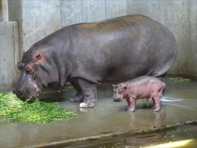 神戸市立王子動物園カバの赤ちゃん