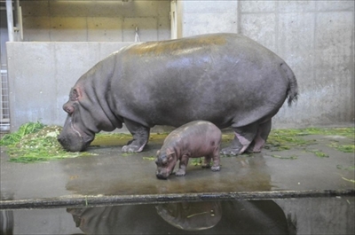 神戸市立王子動物園カバの赤ちゃん