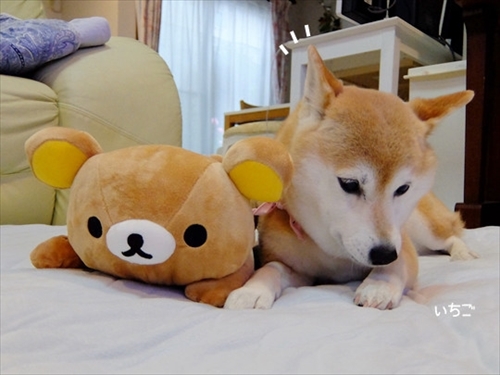 柴犬ひかりといちごと猫ミルキー