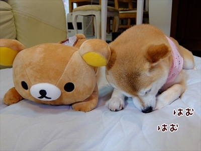 柴犬ひかりといちごと猫ミルキー