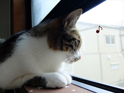 柴犬ひかりといちごと猫ミルキー