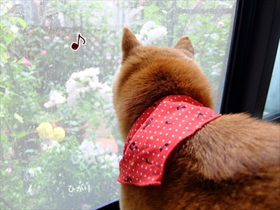 柴犬ひかりといちごと猫ミルキー