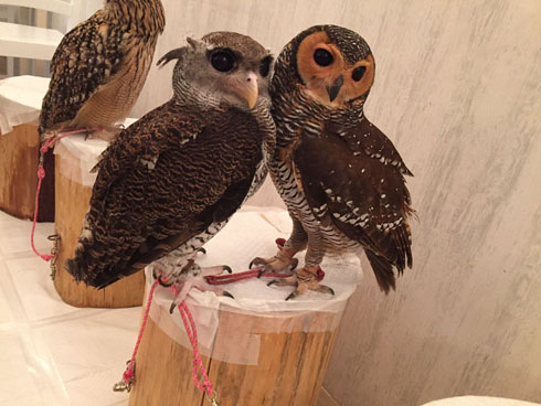 アキバフクロウ