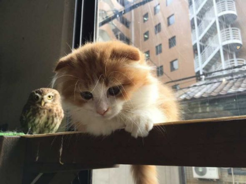 フクロウ 猫 モフ HUKULOU COFFEE