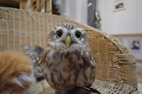 フクロウ 猫 モフ HUKULOU COFFEE