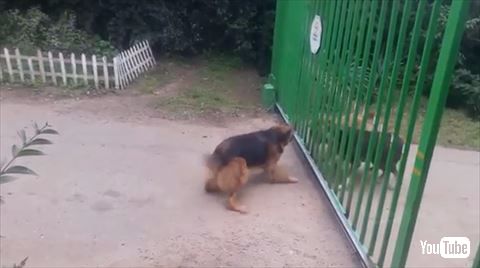 ほえあう犬たち