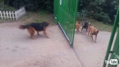 ほえあう犬たち