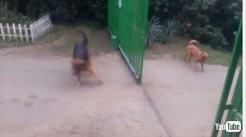 ほえあう犬たち