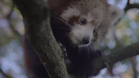 レッサーパンダのご飯