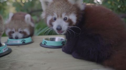 レッサーパンダのご飯