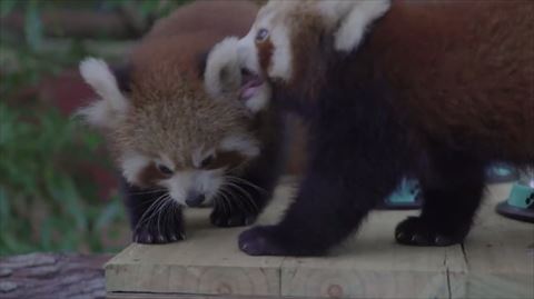 レッサーパンダのご飯