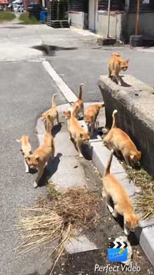 猫 茶トラ団 行軍 睦月島