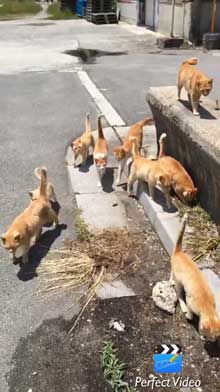 猫 茶トラ団 行軍 睦月島