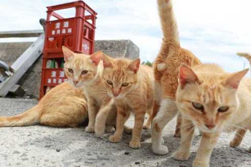 猫 茶トラ団 行軍 睦月島