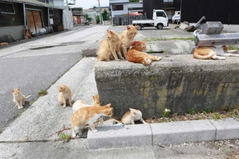 猫 茶トラ団 行軍 睦月島