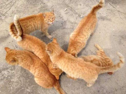 猫 茶トラ団 行軍 睦月島