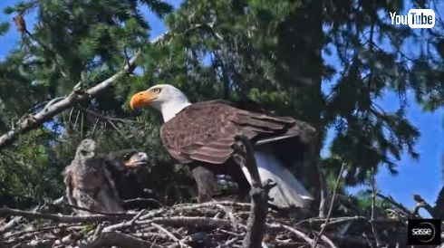 ワシ タカ 育てる わしが育てた