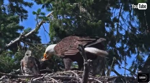 ワシ タカ 育てる わしが育てた