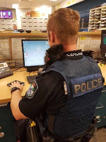 警官と子猫